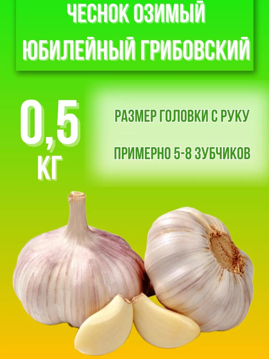 Чеснок Озимый Юбилейный Грибовский 05 кг