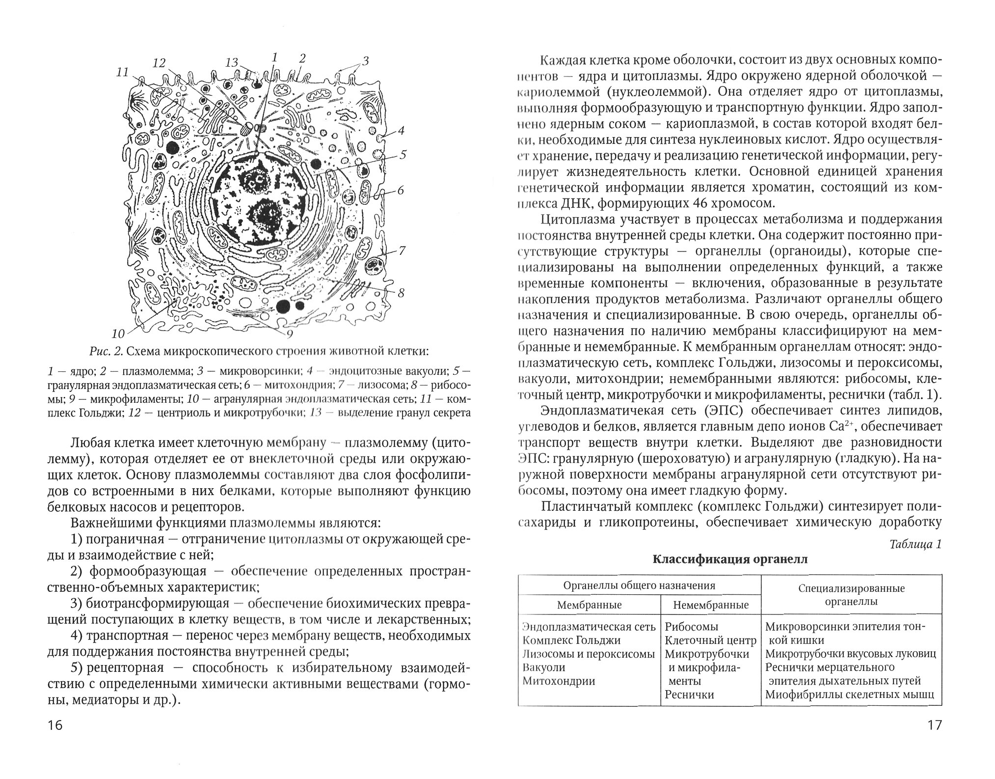 Основы медицинских знаний (анатомия, физиология, гигиена человека и оказание первой помощи) - фото №15