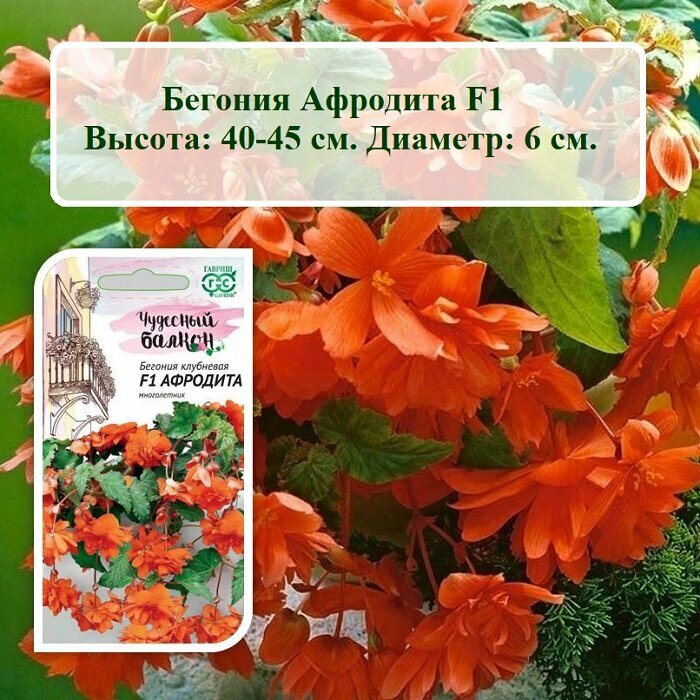 Семена цветов Бегония Афродита F1 (5 шт. семян)