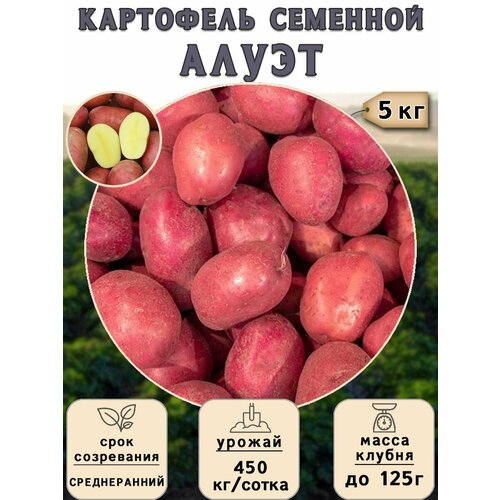 Картофель семенной на посадку Алуэт (суперэлита) 5 кг Среднеранний