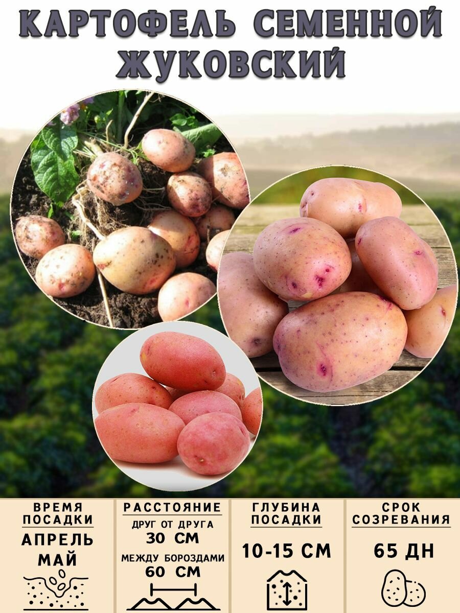 Клубни картофеля на посадку, Жуковский, (суперэлита) 3 кг Очень ранний - фотография № 3