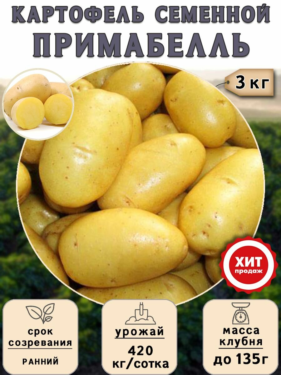 Клубни картофеля на посадку Примабелль (суперэлита) 3 кг Ранний