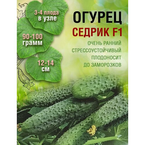 Огурец Седрик F1 (1 пакет по 8 семян)