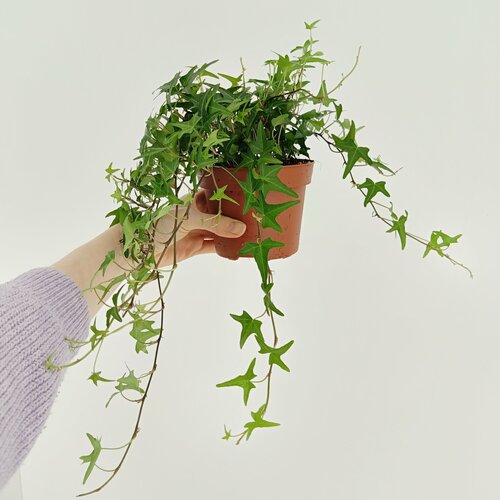 Плющ Хедера Хеликс