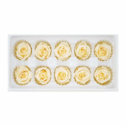 Персиковая Роза стабилизированная, 10 шт