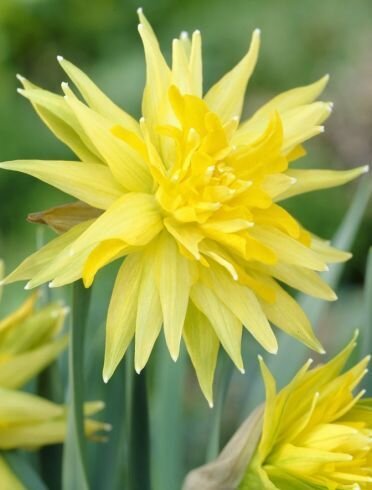 Нарцисс махровый Рип Ван Винкль 5 шт/уп размер 10/12