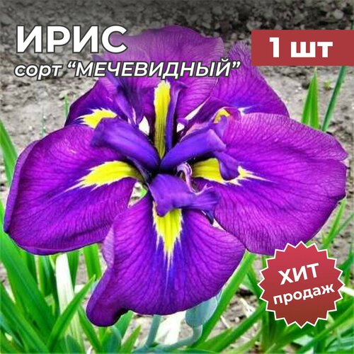 Ирис Мечевидный, корень/корневище ириса на посадку 