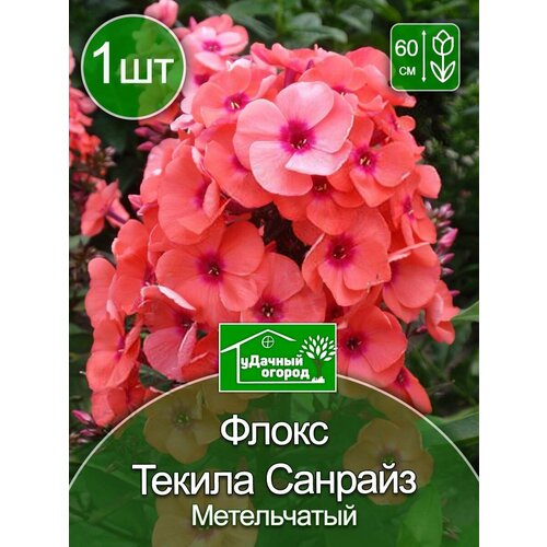 Флокс Текила Санрайз 1 шт.