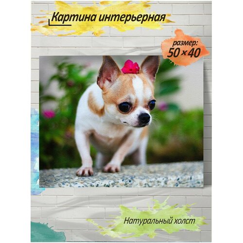 Картина готовая на холсте, 40x50, чихуахуа, c подрамником