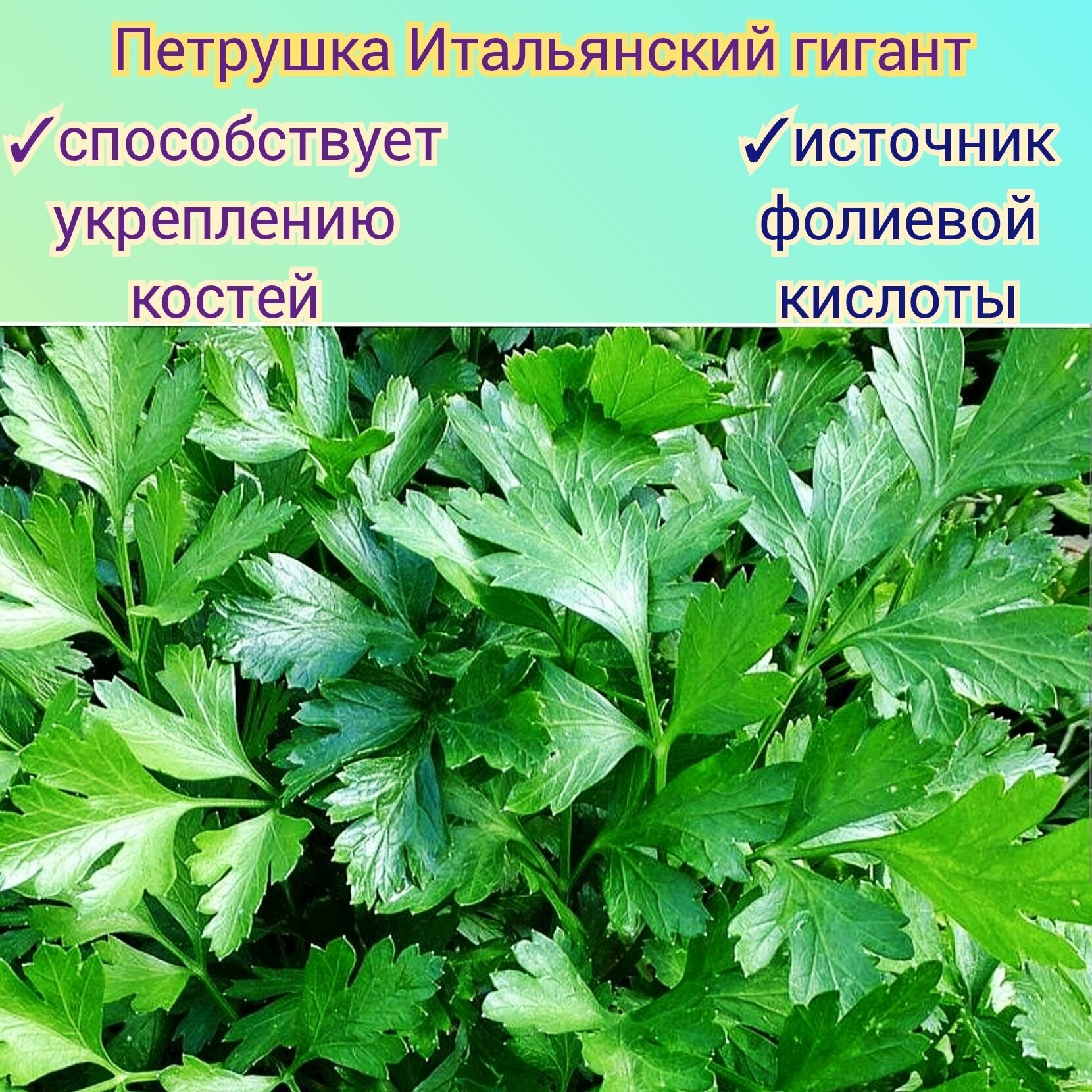 Набор отборных семян зелени для огорода 35 грамм/ дачи/ - фотография № 4