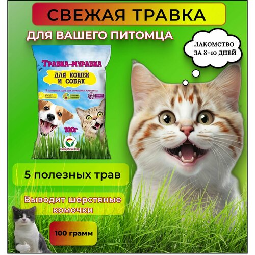 Семена трава для кошек и собак Травка-Муравка Набор №52 семена трава для домашних любимцев вес 10 г