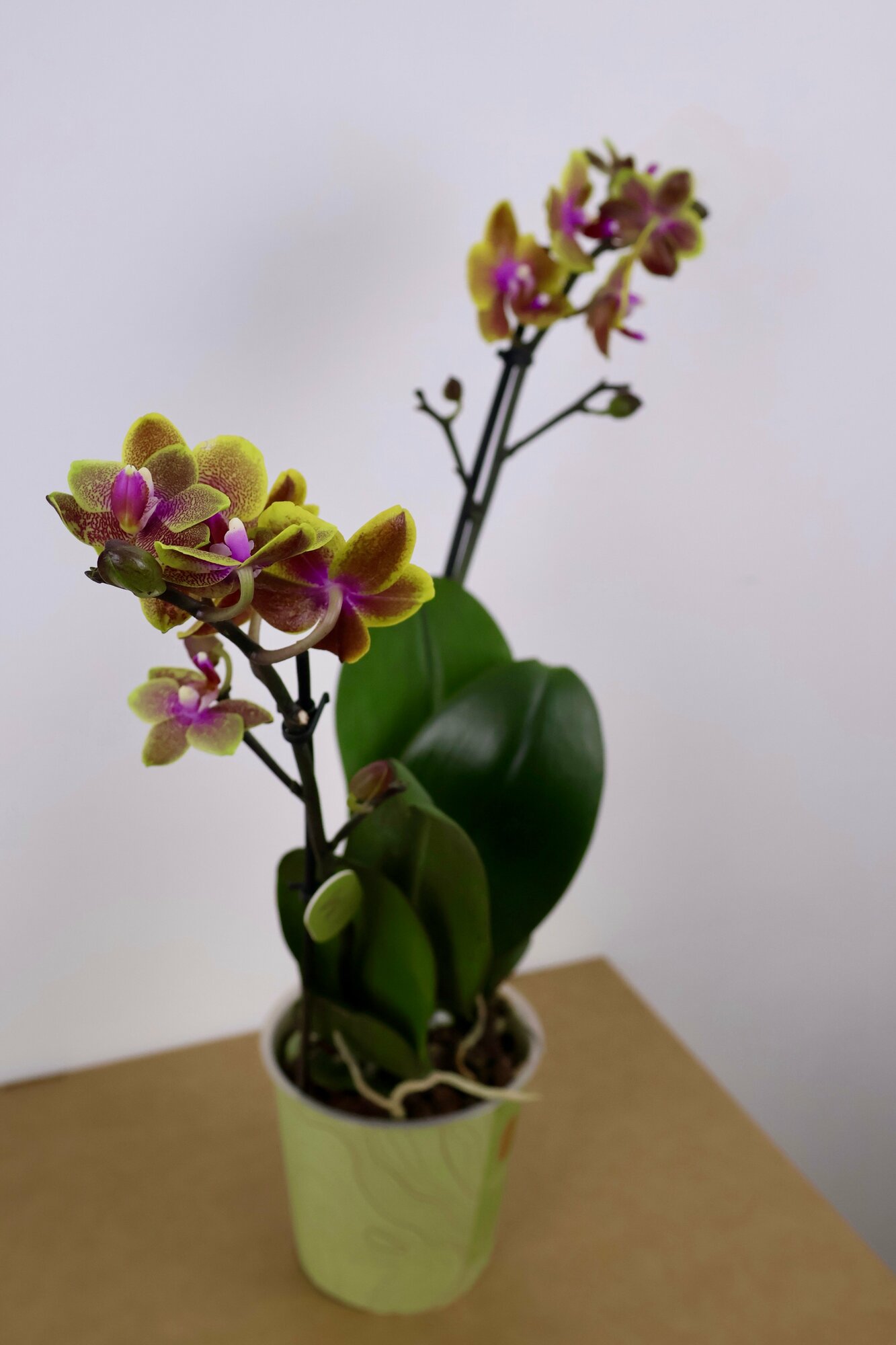 Орхидея "Тропикана" (D-12 H-50)