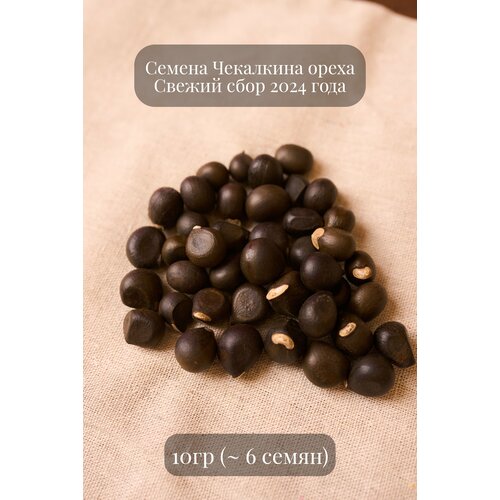 Семена Ореха Чекалкина рябинолистного, или Ксантоцераса рябинолистного, 10 грамм (примерно 6 шт) семена грецкого ореха селекционер для посадки 3 семени примерно 50 грамм