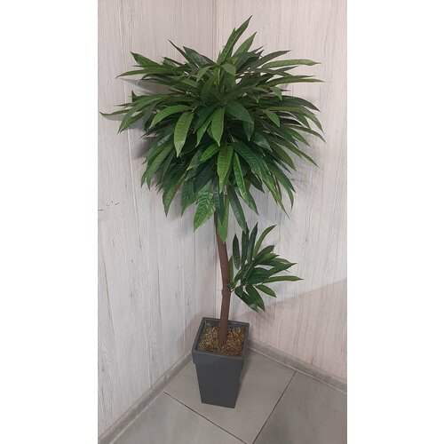 Фикус узколистный дерево от бренда Лотос 4000₽