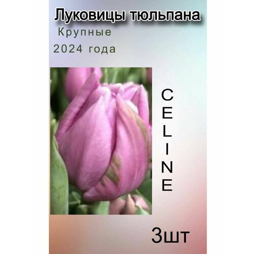 Луковицы Тюльпана Celine (3 шт)