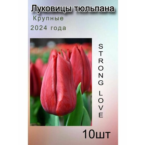 Луковицы Тюльпана Strong Love ( 10 шт) луковицы тюльпана strong love 7шт