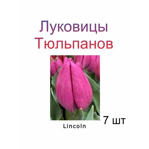 Луковицы Тюльпана Lincoln ( 7 шт)