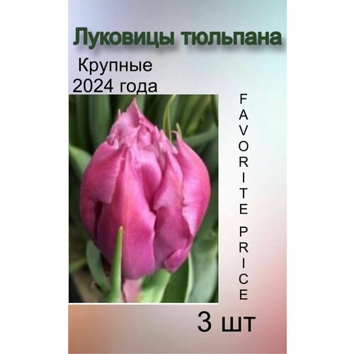 Луковицы Тюльпана Favourite price ( 3 шт)