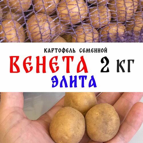 Элита, семенной картофель сорта Венета 2кг, клубни картофель юбиляр 2кг