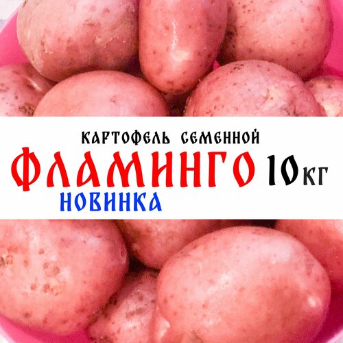 Семенной картофель сорта Фламинго 10кг, клубни, 1я репродукция (новинка)
