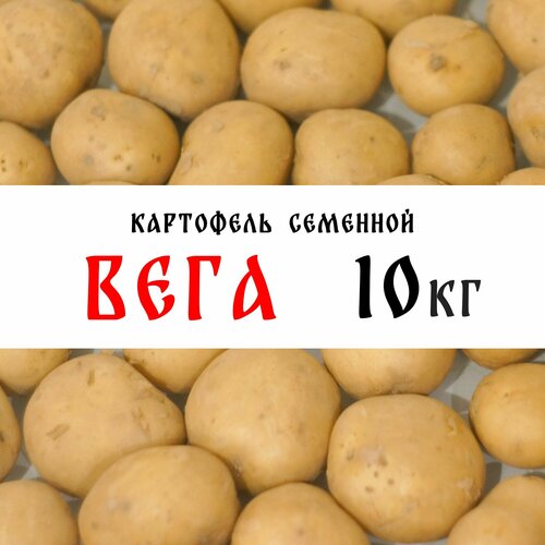 Семенной картофель сорта Вега 10кг, клубни, 1я репродукция