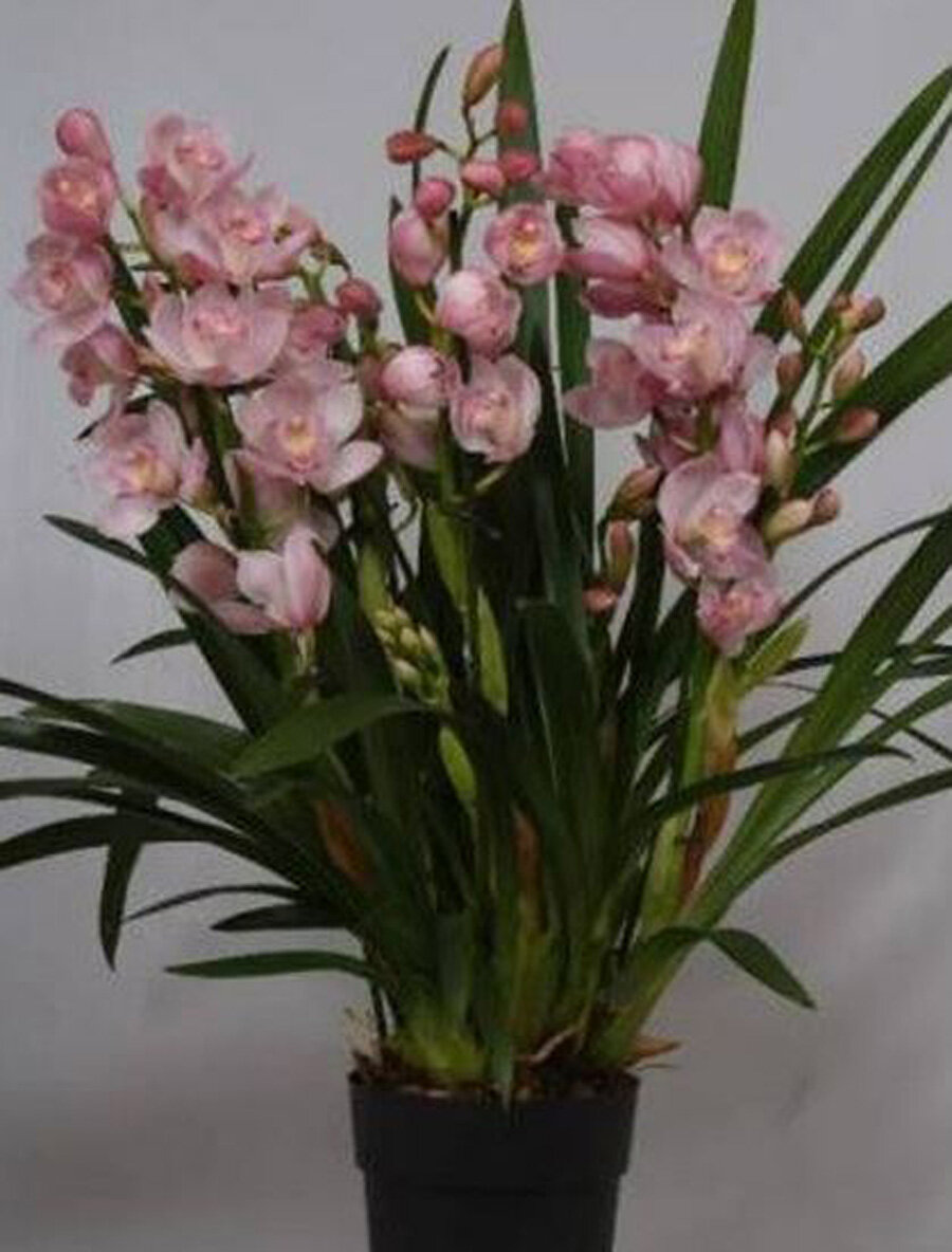Цимбидиум Licht Roze - Cymbidium D18 H90