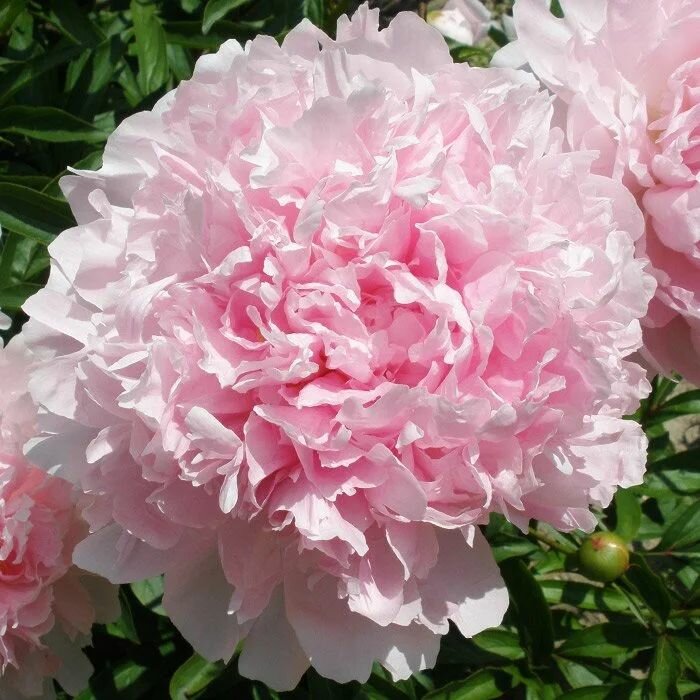 Пион травянистый Гермиона 1шт