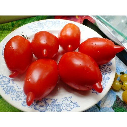 Легенда Мультифлора - семена томатов