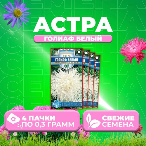 Астра Голиаф белый, игольчатая, 0,3г, Гавриш, Русский богатырь (4 уп) астра голиаф розовый игольчатая 0 3г одн 70см гавриш русский богатырь 10 ед товара