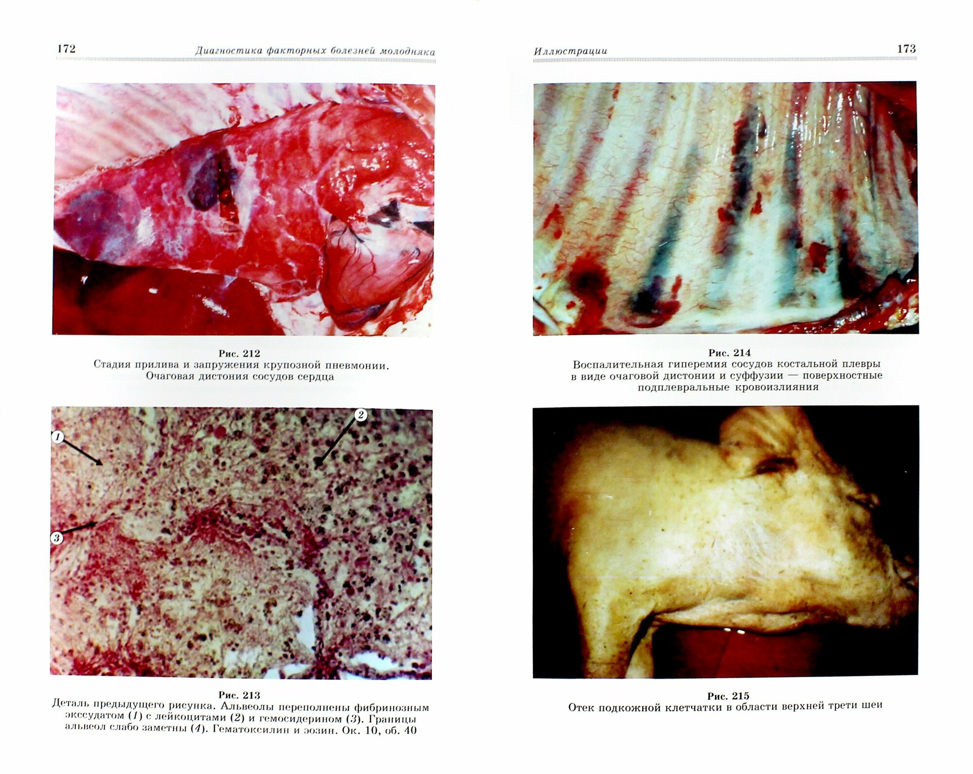 Атлас. Патология и дифференциация болезней молодых сельскохозяйственных животных - фото №4