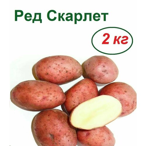 Картофель семенной "Ред Скарлет", 2 кг, раннеспелый, обладает отличными вкусовыми качествами, способен длительно храниться, не теряя плотности и вкуса