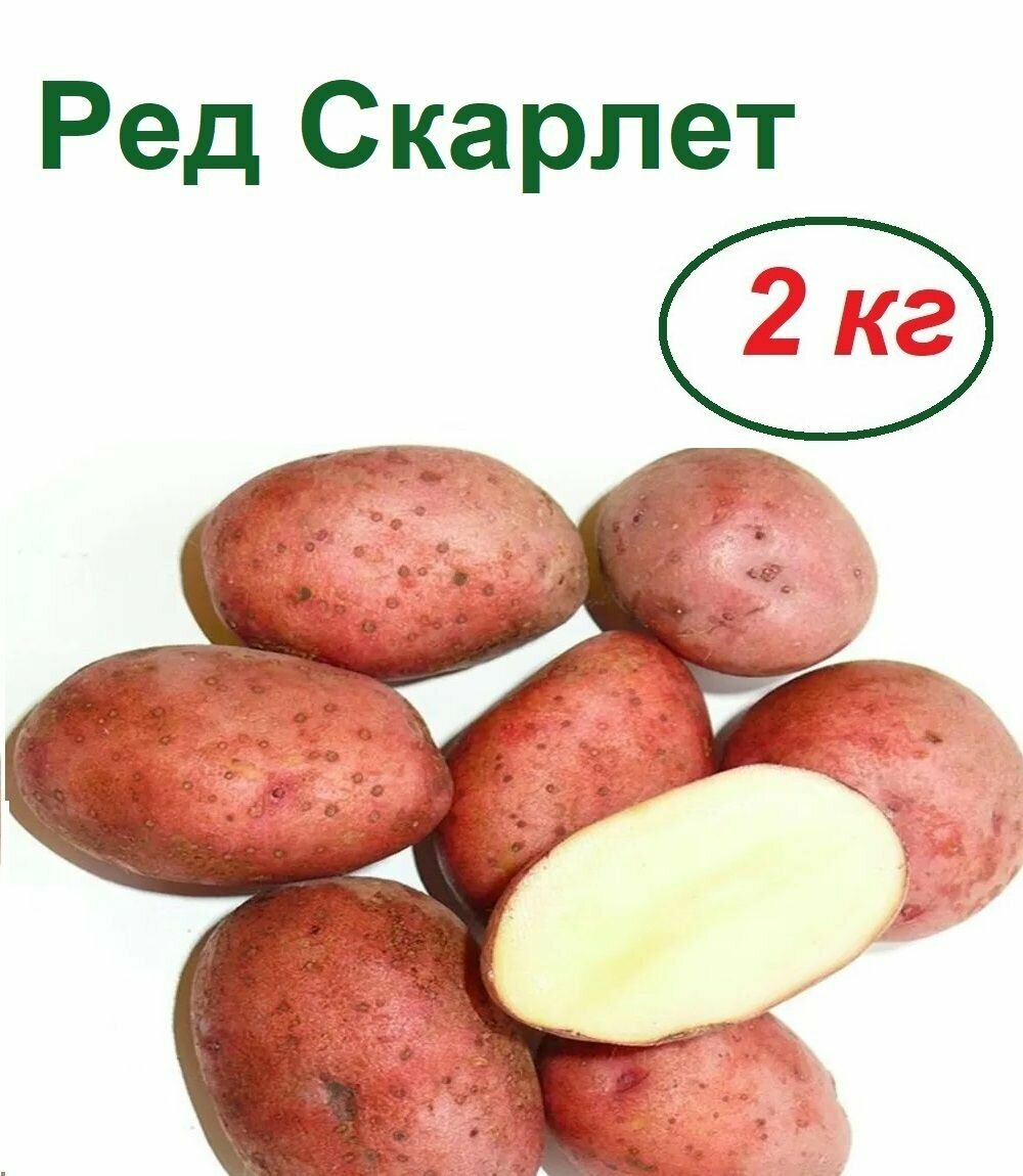 Картофель семенной 