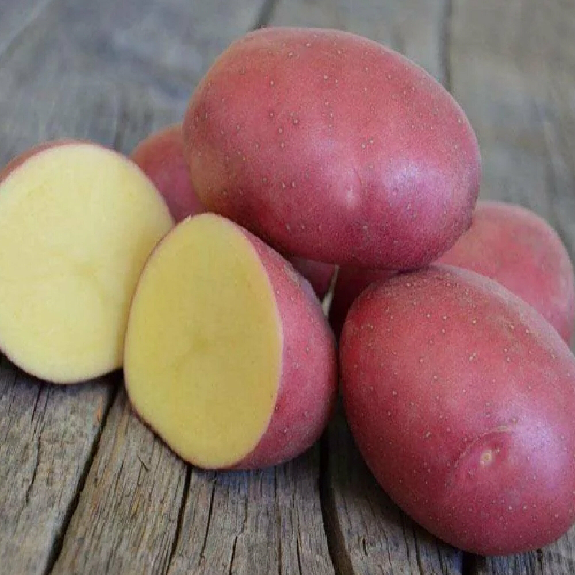 Картофель семенной "Ред Скарлет", 2 кг, раннеспелый сорт, имеет высокую оценку фермеров за устойчивость к болезням и условиям хранения, за привлекательный вид и отменный вкус