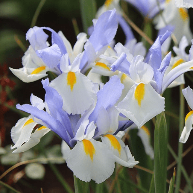 Ирис Сильвер Бьюти (5 луковиц). Holland Bulbs (Голландия)