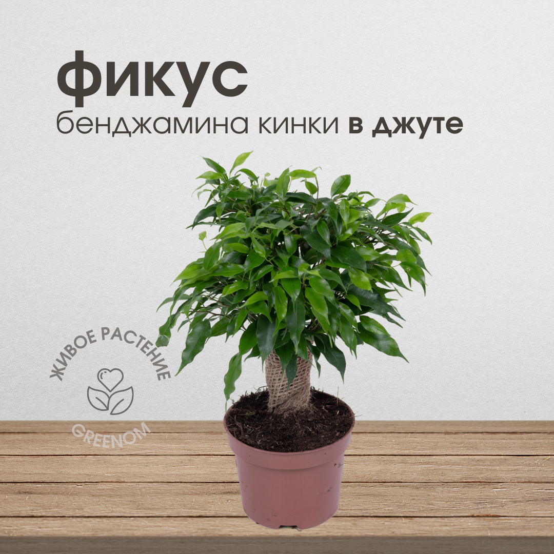 Фикус Бенджамина Кинки, живое комнатное растение в джуте, высота 30 см