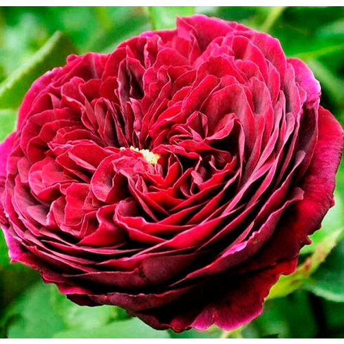 Саженец роза английская Зе Принц роза английская зе поэтс ваиф 1 шт