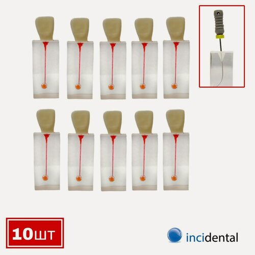 Изображение товара Эндоблок Incidental Дентальный канал с коронковой частью, ( 10 шт резец, один канал окрашен, в области апекса ) N5/11 Прозрачные блоки для обучения и закрепления эндодонтических навыков .