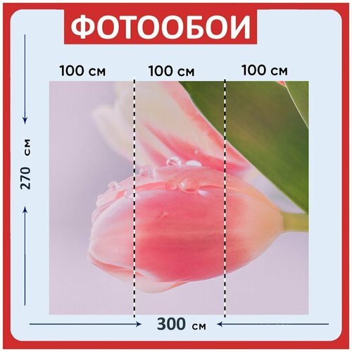 Фотообои Тюльпан розовый капли воды 300x270 см флизелиновыена стену 3950₽