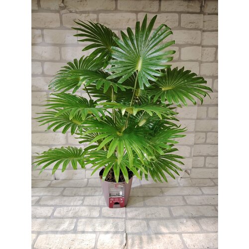 Пальма Вашингтония от бренда Лотос 2000₽