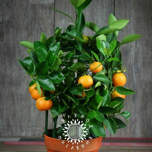 Семена Мандариновое дерево лат Citrus reticulate 8шт от Green Legacy 422₽