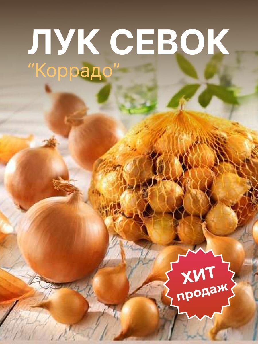 Лук севок 