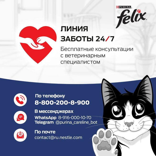 Felix Sensations влажный корм для взрослых кошек, с говядиной в желе с томатами, 85 г - фото №13