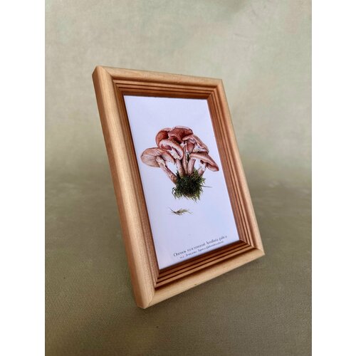 Картина с авторской открыткой Опенок толстоногий ботанического художника в рамке 1813 см 596₽