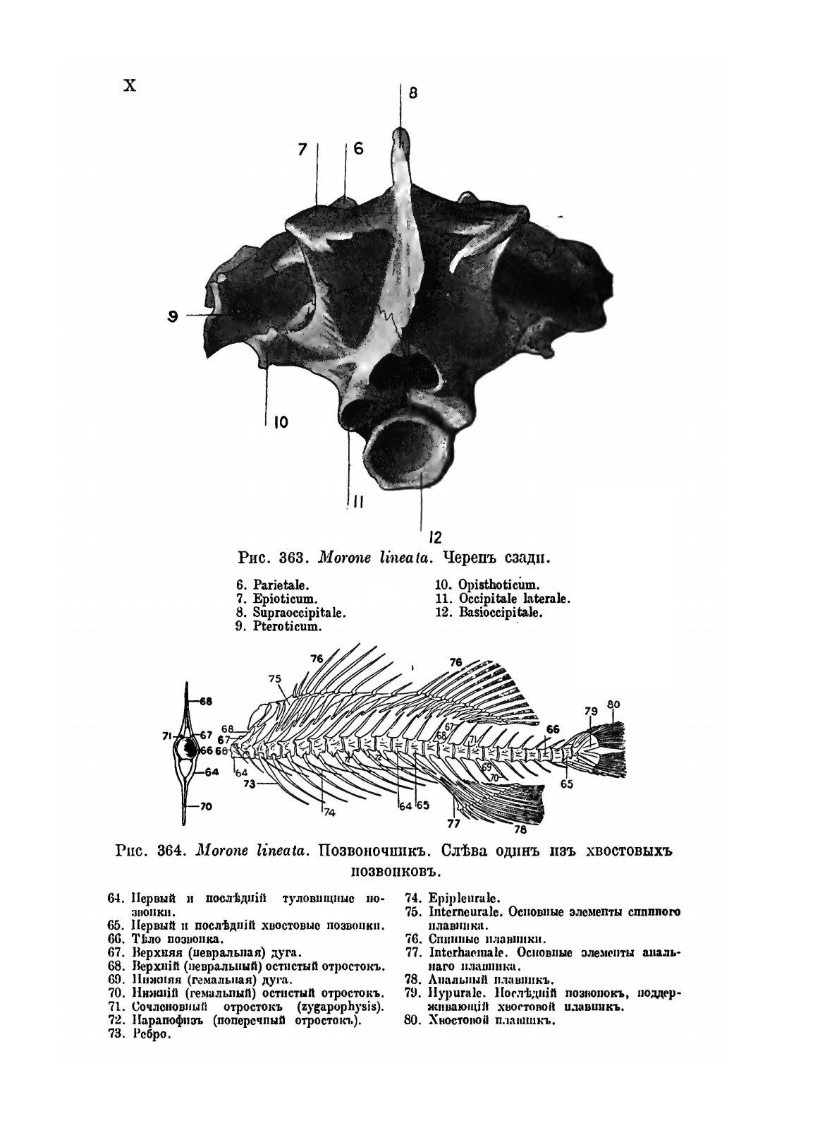 Книга Рыбы пресных Вод Российской Империи - фото №8