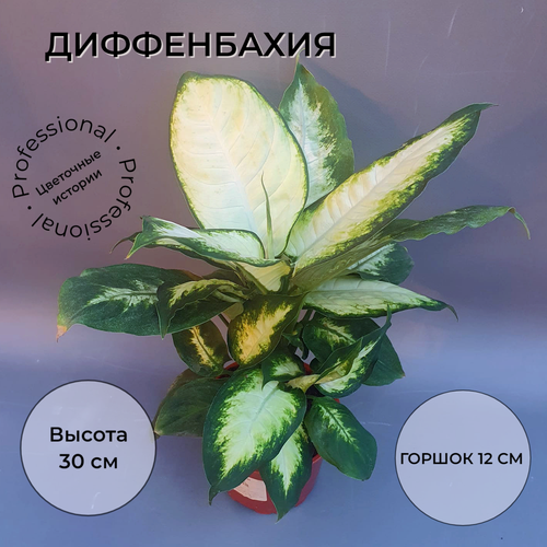 Диффенбахия камилла в цветочном горшке диаметром 12 см