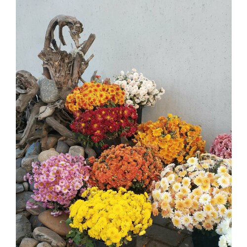 Саженцы хризантема мультифлора микс цветов набор 24 укорененных черенка
