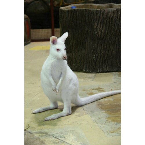 Подарочный сертификат «Контактный зоопарк Белый кенгуру» (1 сеанс (будний день), 1 человек)
