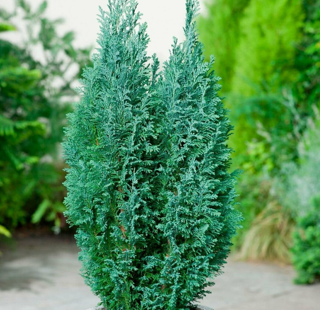 Кипарисовик Лоусона / Лавсона (лат. Chamaecyparis lawsoniana) семена 100 шт + подарочек