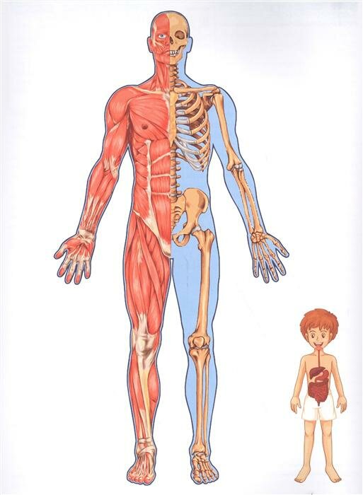 Атлас анатомии для детей (Швырев Александр Андреевич) - фото №5