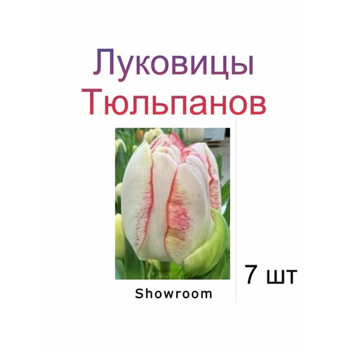 Луковицы Тюльпана Showroom ( 7 шт)